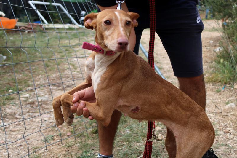 Un gos famèlic i ferit rescatat d'una finca de Banyeres del Penedès