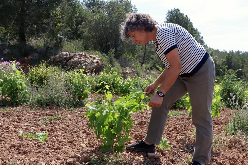 Marta Puig, viticultora i afectada pels cabirols, repassa com estan els ceps