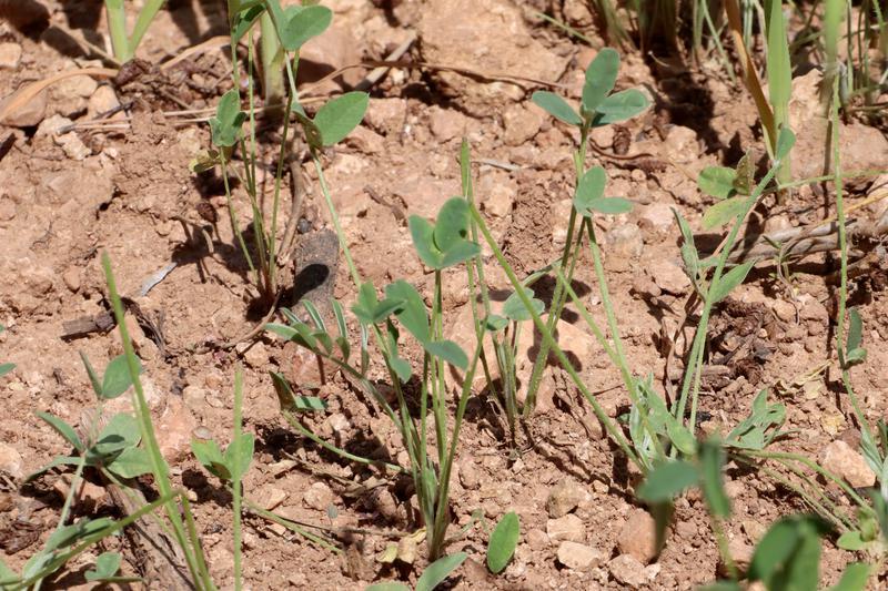 Detall de trepadella plantada en una finca del Pla de Manlleu