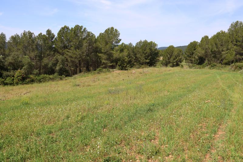 Imatge d'un dels camps que s'ha plantat de trepadella per atreure els cabirols, al Pla de Manlleu