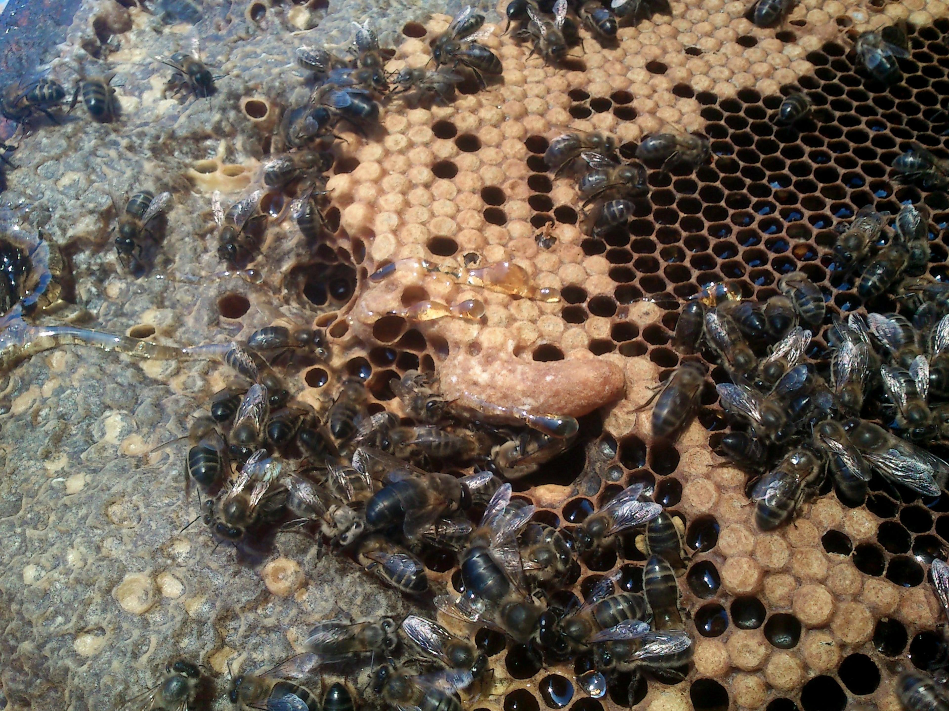 Els apicultors reclamen tenir més arnes en espais naturals i tràmits de transport i identificació més simples